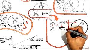 Thus, each hemoglobin molecule is capable of carrying up to 4 oxygen molecules. Oxygen Hemoglobin Dissociation Curve Cooperative Binding Transport Of Oxygen And Carbon Dioxide Youtube