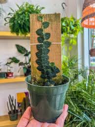 Image result for Rorippa cryptantha