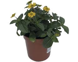 Image result for foto Vitálka