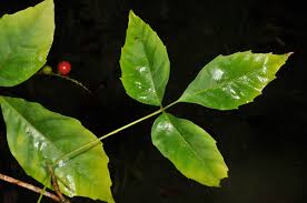 Image result for Allophylus