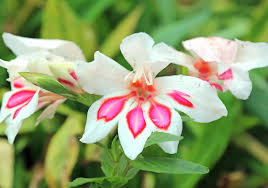 Image result for Gladiolus melleri