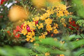Image result for Caesalpinia