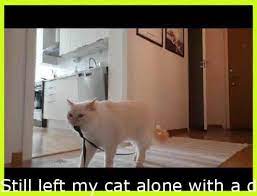 Instantregret Still Left My Cat Alone With A Digicam For 30 Minutes And Now I Can In No W Funny Animal Videos Post Animal Cats