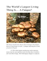 What to do with unusually large mushroom, wow shadowlands The World S Largest Living Thing Is A Fungus