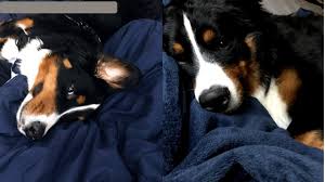 We found lakebreeze palisades right in our hometown of manitowoc. Life With A Bernese Mountain Dog Part One Youtube