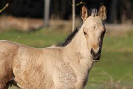 Фильм10 дней назад 14 0. Foal Buckskin Horse Free Photo On Pixabay