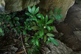 Image result for Dorstenia tayloriana