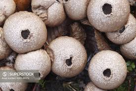 Image result for Scleroderma sp.