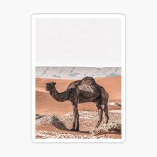 Manger egyptian phillip martin desert clipart vintage mammal camels clipart coloring camels clipart pyramid. Camel In Desert Stickers Redbubble