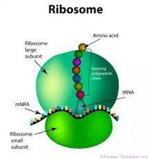 What is ribosomes in plant cell. How Many Ribosomes Are There In A Plant Cell Quora