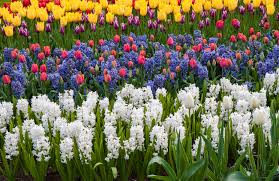 We did not find results for: 6 Easy To Grow Bulbs For Beautiful Spring Flowers