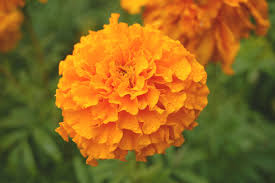 Image result for tagetes)