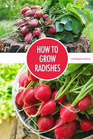 How to grow radishes from seed indoors. How To Grow Radishes Food Bloggers Of Canada