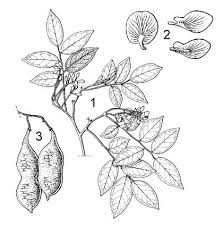 Image result for Pericopsis