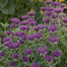 Image result for Monarda didyma