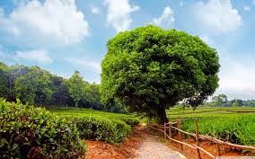 A collection of the top 73 landscape wallpapers and backgrounds available for download for free. 54 Plantation Wallpaper On Wallpapersafari