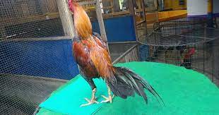Maybe you would like to learn more about one of these? Tradngon Ayam Cpthailand Instagram Posts Photos And Videos Picuki Com Play Dragon Games At Y8 Com
