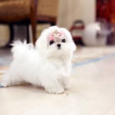 79 Maltese Price In 2020 Teacup Puppies Maltese Maltese Puppies For Sale Maltese Puppy