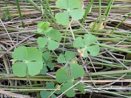 Image result for Chamaecrista fenarolii