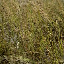 Image result for Eragrostis nindensis