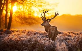 Wallpaper images description for whitetail deer wallpaper whitetail deer: Foto Re 066 Deer Background Deer Wallpaper Deer