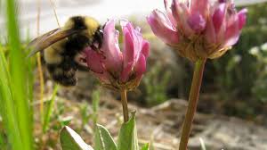 Image result for Bombus balteatus