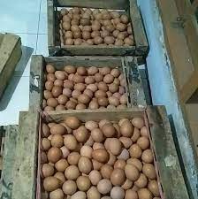 Membuat bingkai foto dengan hiasan kulit telur. Telur Ayam Horen Photos Facebook