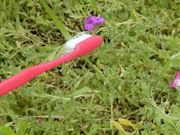 Although mulch won't hurt the plants you love and tend to, it will cover and kill the lower weeds. How To Kill Weeds 6 Ways To Get Rid Of Them Dengarden