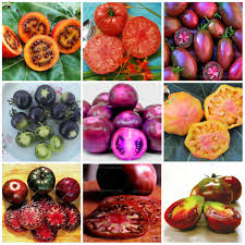 Start black krim heirloom tomatoes seeds indoors in a sunny location 6 weeks prior to warm weather. 100pcs Black Krim Tomato Russina Heirloom Bonsai Fine Textured Flesh Large Tomato Plants Chinese Vegetable Plant For Home Garden Buy At The Price Of 0 88 In Aliexpress Com Imall Com