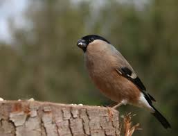 Maybe you would like to learn more about one of these? Poze NaturÄƒ RamurÄƒ Femeie Animale SÄƒlbatice Arc Cioc Aviare FaunÄƒ Penaj In Aer Liber GaiÈ›Äƒ Animale Vertebrate PrimÄƒvarÄƒ CintezÄƒ Observarea Pasarilor CocoÈ›at Botgros Cinteza Perching PasÄƒre Emberizide Cinclidae 3884x2957
