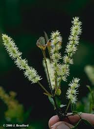 Image result for Cunoniaceae