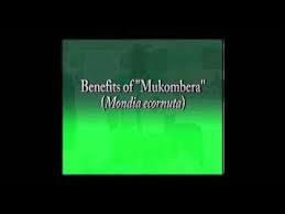 Image result for Mondia ecornuta