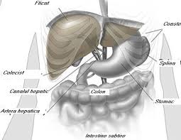 Aveti Dureri De Burta In Stanga Cabinet De Gastroenterologie Bucuresti