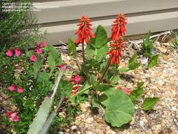 Image result for Erythrina zeyheri