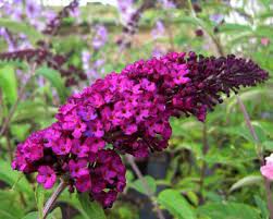Wholesale Bareroot Perennials Bulbs Tulllllips Daffodils Daylilies Hosta Dwarf Butterfly Bush Butterfly Bush Buddleja Davidii
