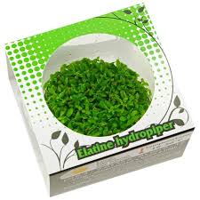 Image result for Elatine