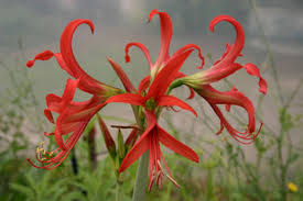 Image result for Hippeastrum