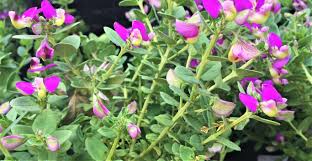 Image result for Polygala petitiana