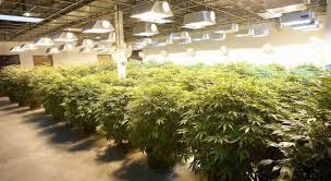These days, led technology offers all the perks for cannabis cloning traditionally supplied by t5 fluorescent lighting:. Which Grow Light Should I Use For Growing Cannabis Spliffseeds