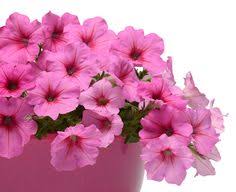 15 Best Wave Petunias Images Petunias Plants Garden