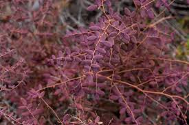 Image result for Pellaea