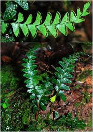 Image result for Lindsaea ensifolia
