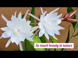 The plant is a night bloomer that produces light pink flowers that open in the evening and close by. How I Take Care Of My Queen Of The Night Cactus When Flowering Nutrients I Use Youtube