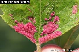 The leaves contain antiviral and antibacterial properties that birch leaf tea also contains several natural antioxidants in the form of flavonoids and vitamin c which can further improve general health and help. Erineum Patches On Tree Leaves Bygl