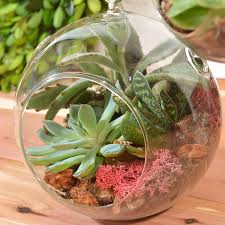 Check spelling or type a new query. Hanging Bubble Succulent Garden From Wayside Gardens