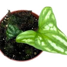 Image result for Cercestis congensis