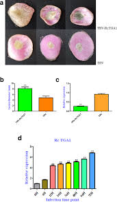 Check spelling or type a new query. Rctga1 And Glucosinolate Biosynthesis Pathway Involvement In The Defence Of Rose Against The Necrotrophic Fungus Botrytis Cinerea Bmc Plant Biology Full Text