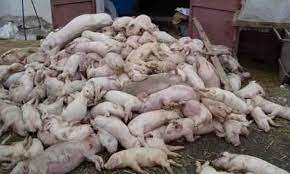 Pesta porcină africană este depistată, pe zi ce trece, în mai multe localități doljene. Nu E De GlumÄƒ Nici Acum