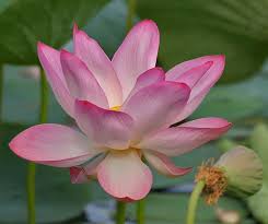 Growing from stout rhizomes from the pond bottom. Water Lilies