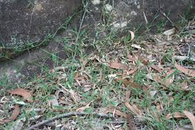 Image result for Entolasia